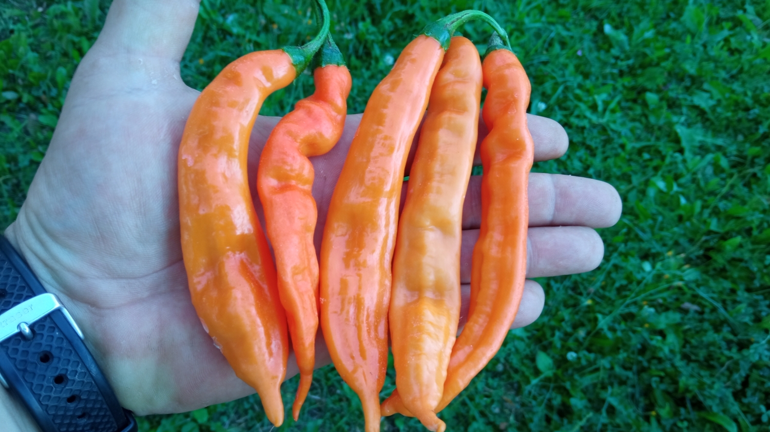 Острый перец Bolivian Orange