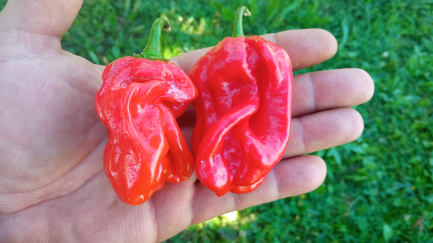 Острый перец Habanero Guadeloupe