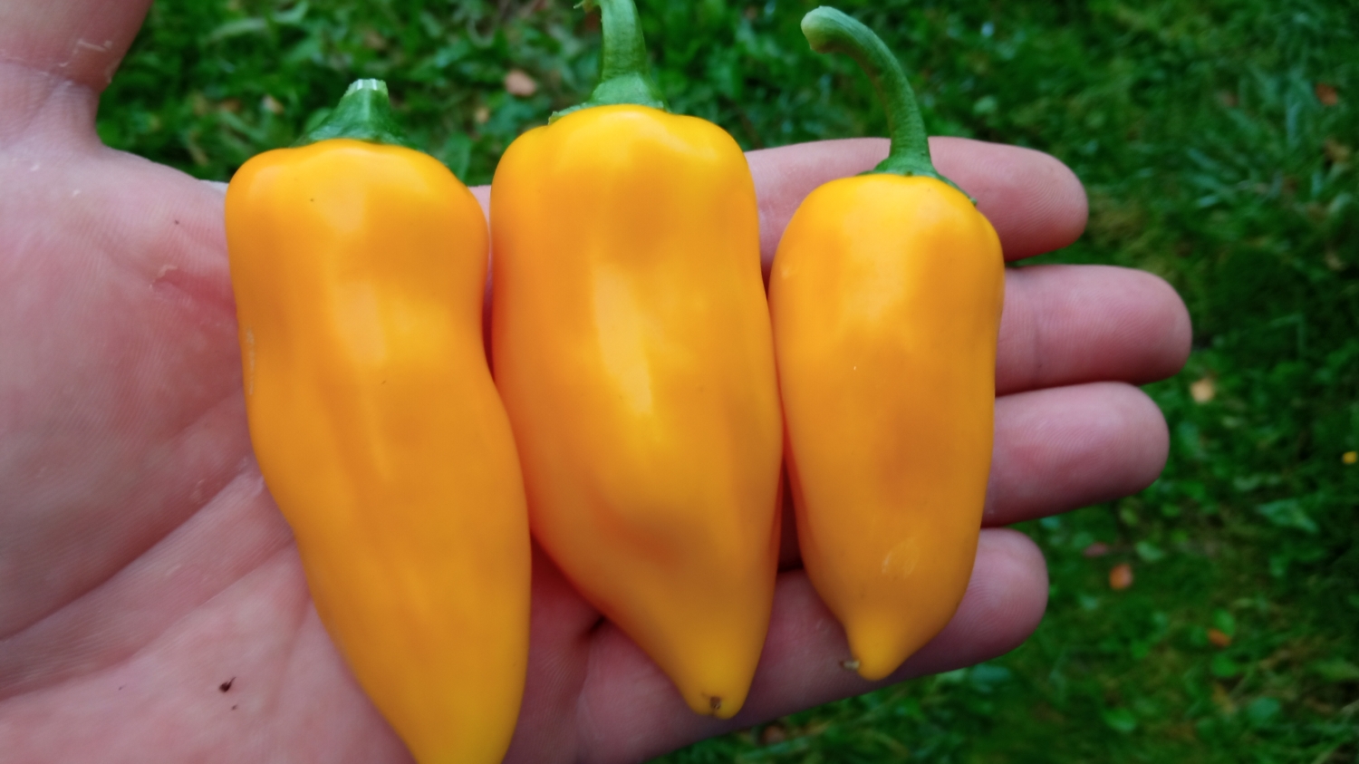 Острый перец Mari Yellow pepper