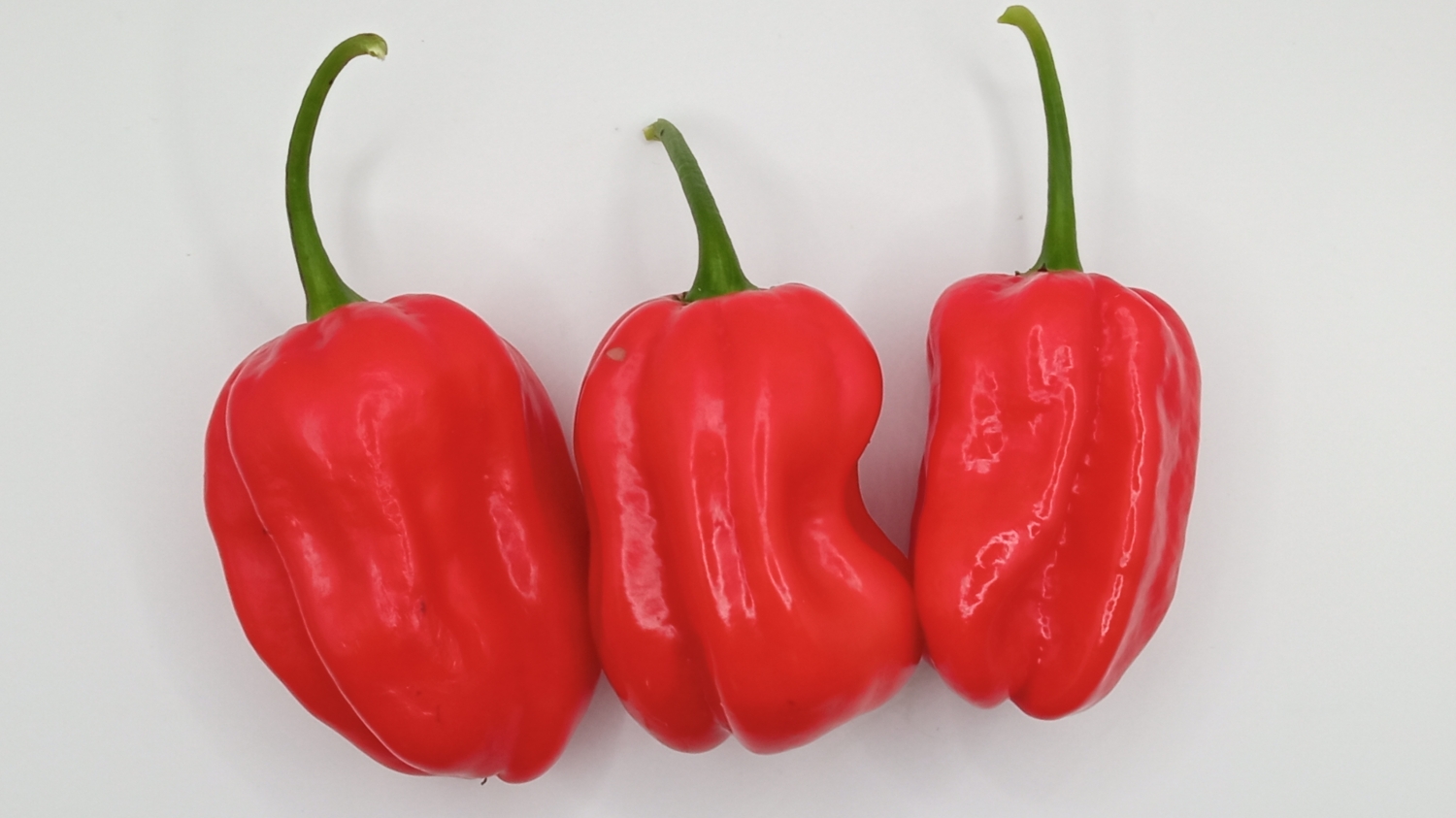 Habanero Gambia