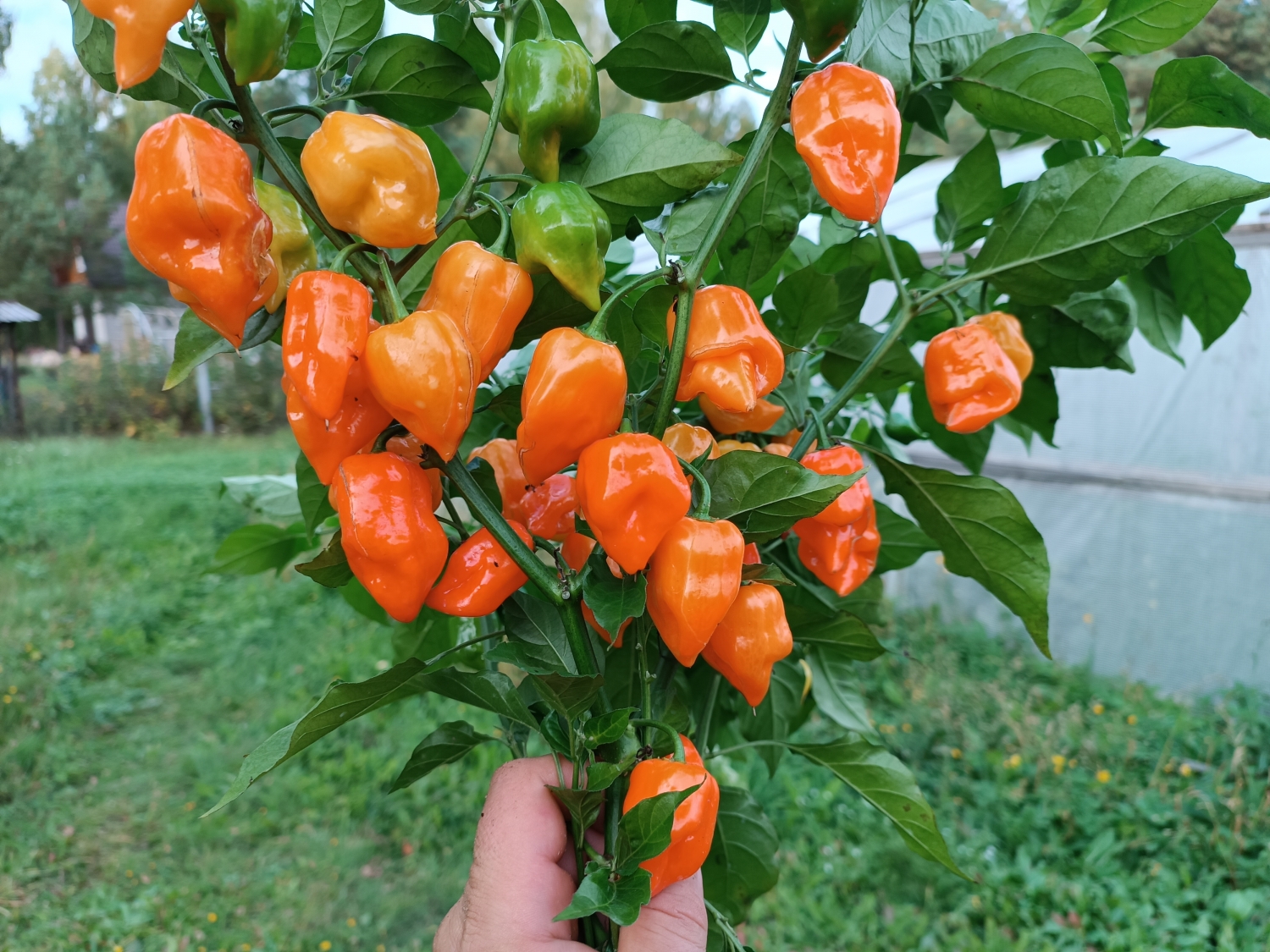 Острый перец Habanero Manzano