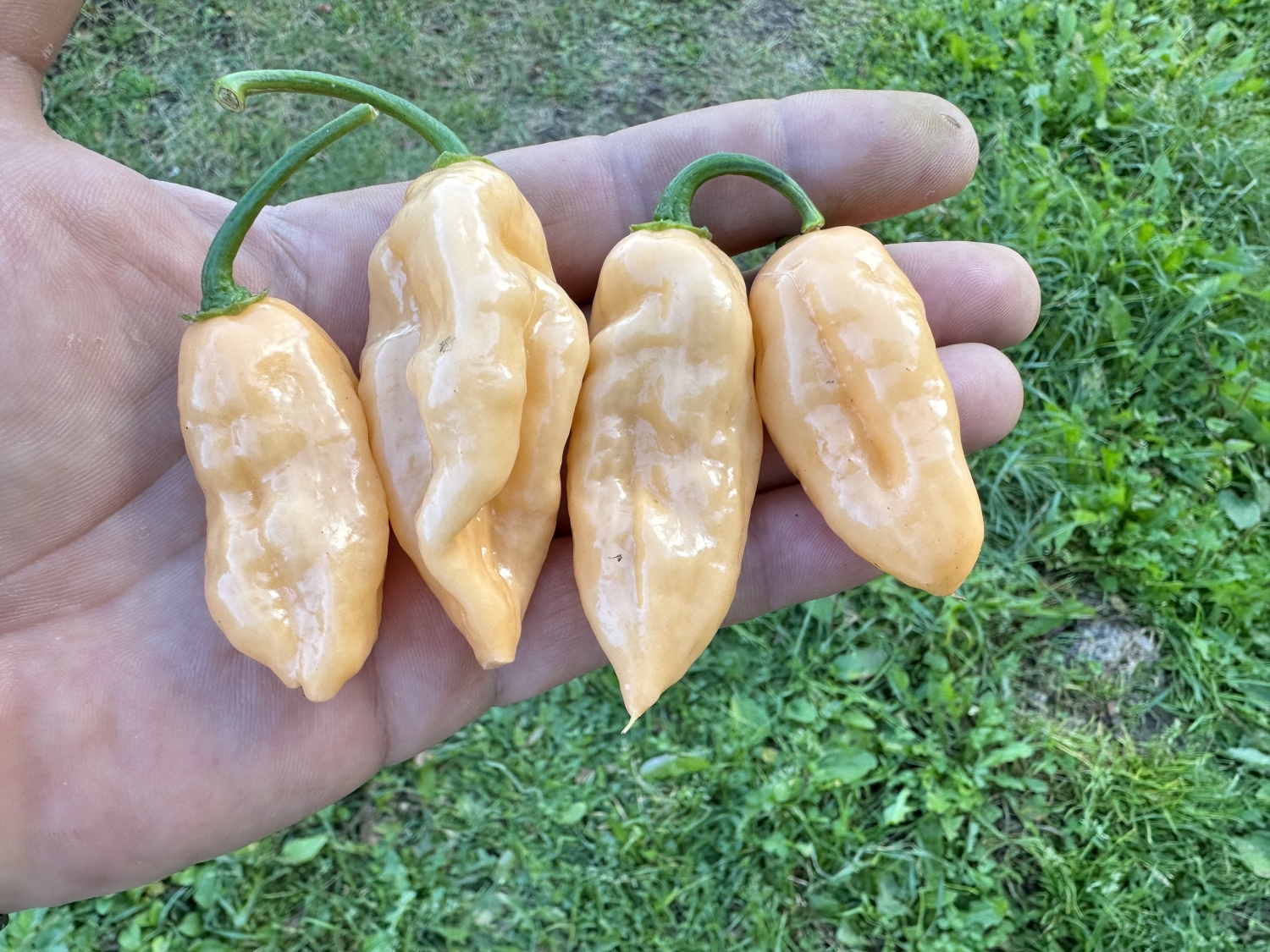 Острый перец Aji Mango x JPGS