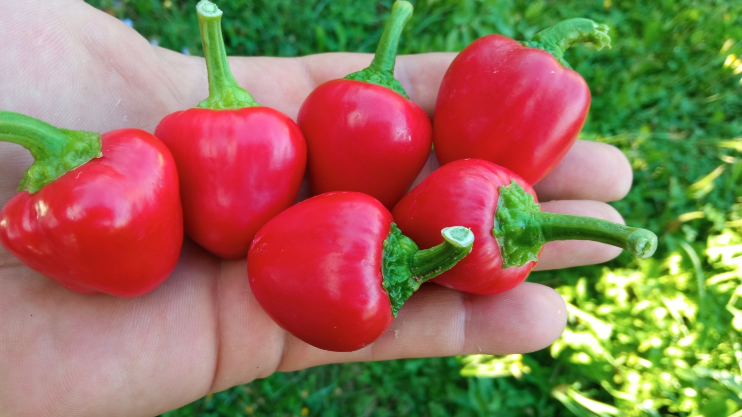 Сладкий перец Miniature Bell Pepper