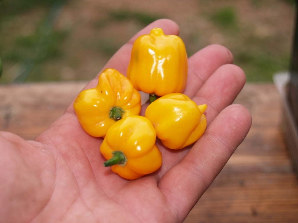 Хабанеро Желтый (Habanero Yellow)