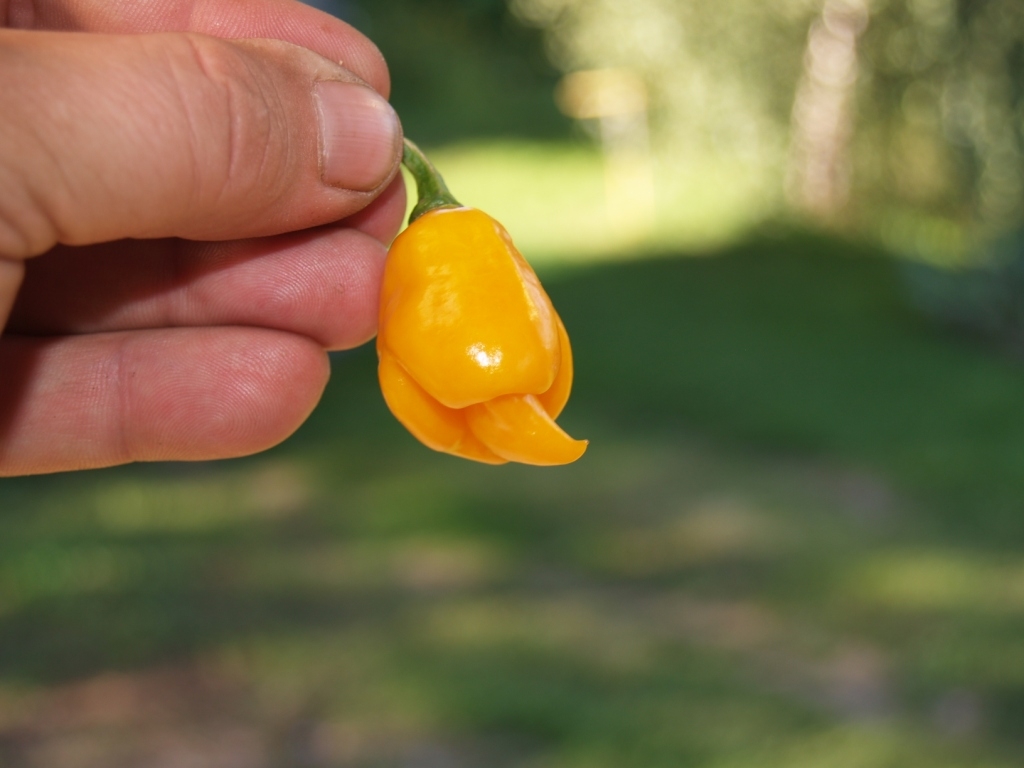 Trinidad Scorpion Yellow, Тринидад Скорпион Еллоу