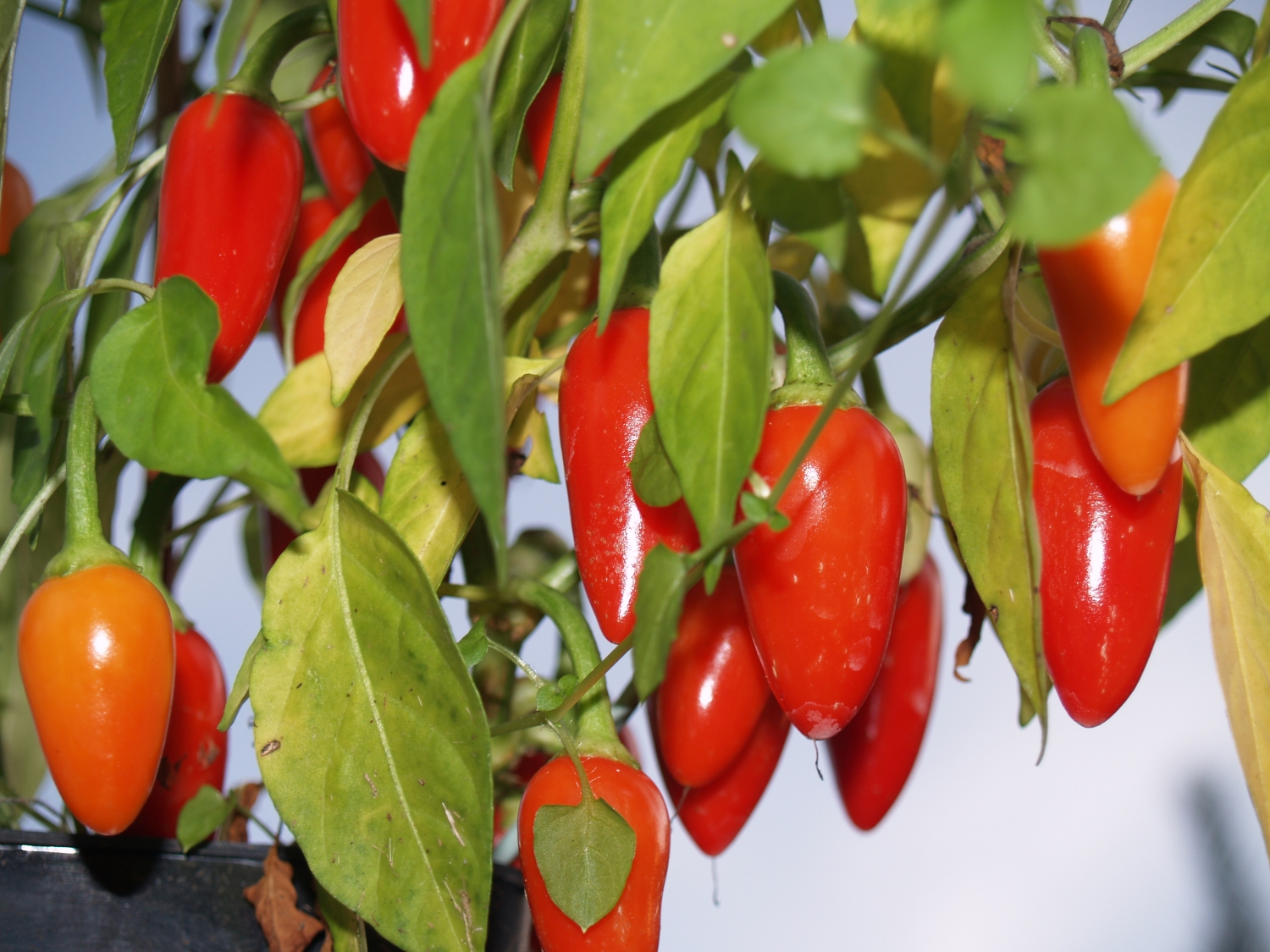 Cascabel pepper (Перец Касабель)