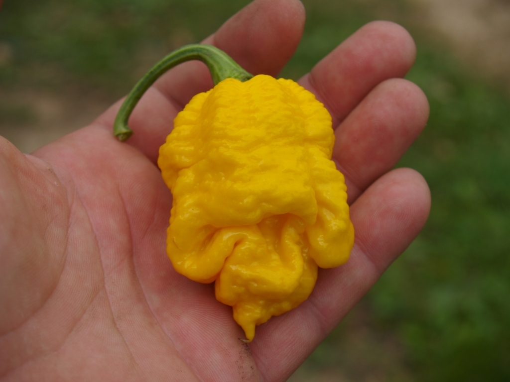 Trinidad Scorpion Moruga Yellow (M) Тринидад Скорпион Моруга Еллоу  (улучшенная)