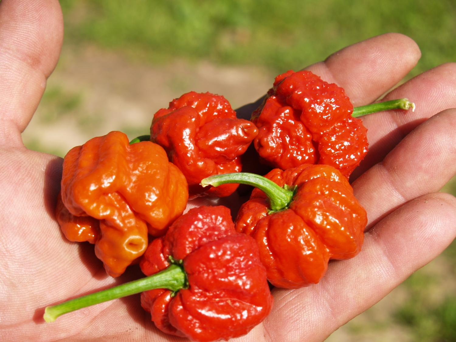 Острый перец Trinidad Scorpion Moruga Caramele