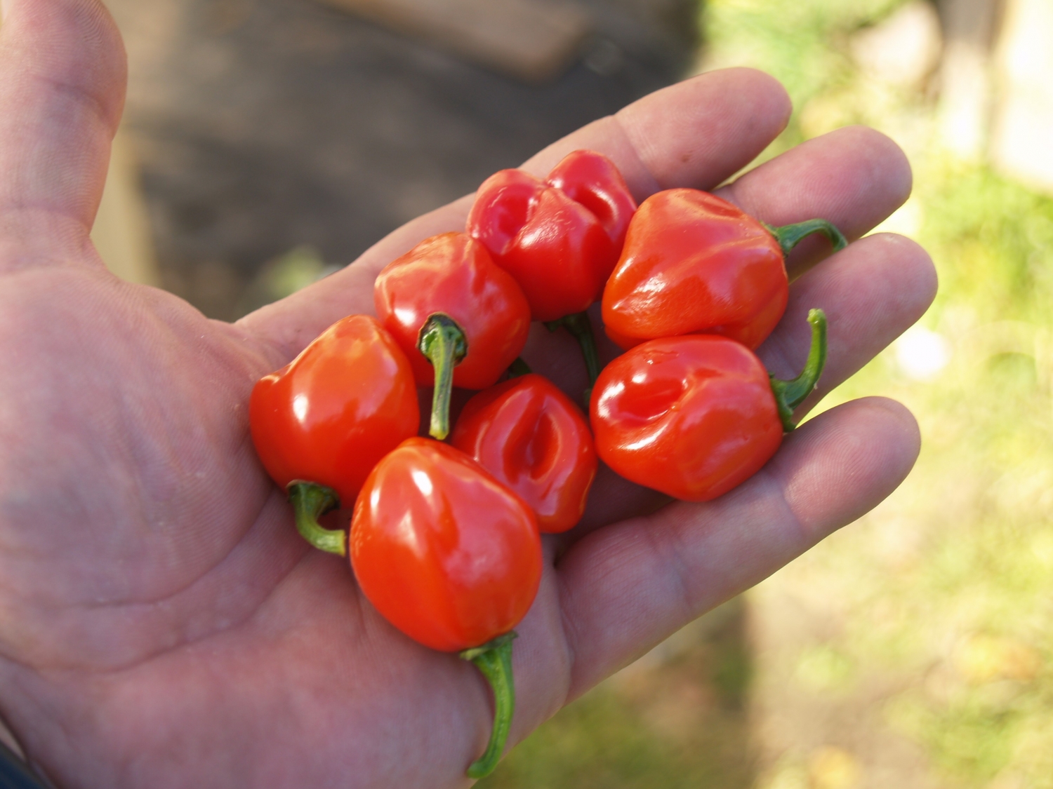 Красный острый перец чили: польза и вред для здоровья | Ashaindia