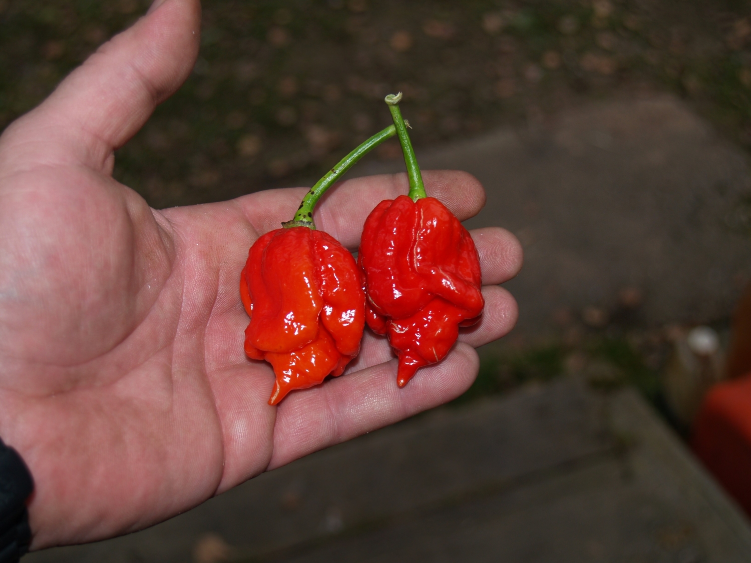 Острый перец Trinidad Scorpion Butch T