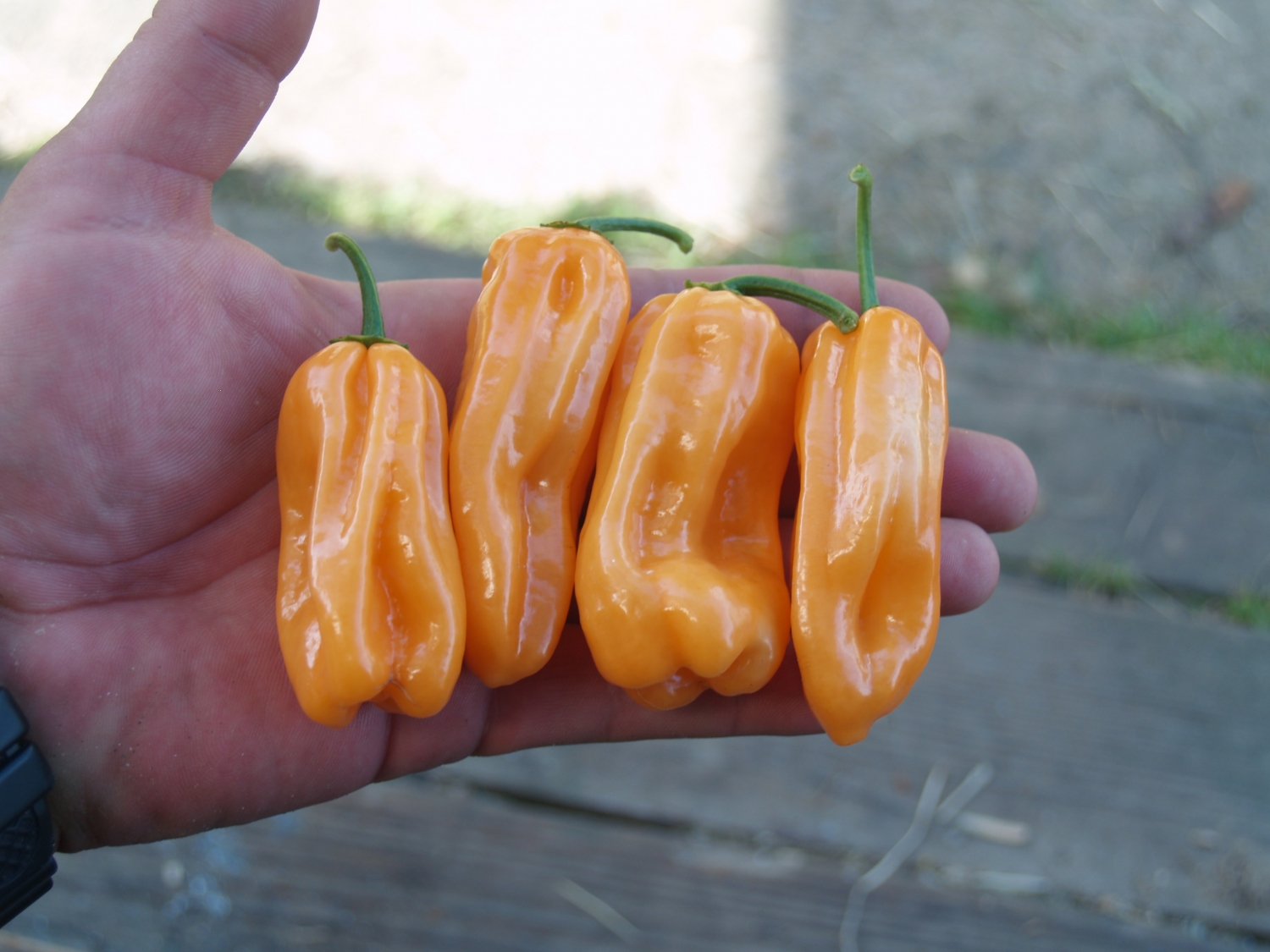 Острый перец Habanero Peach Long