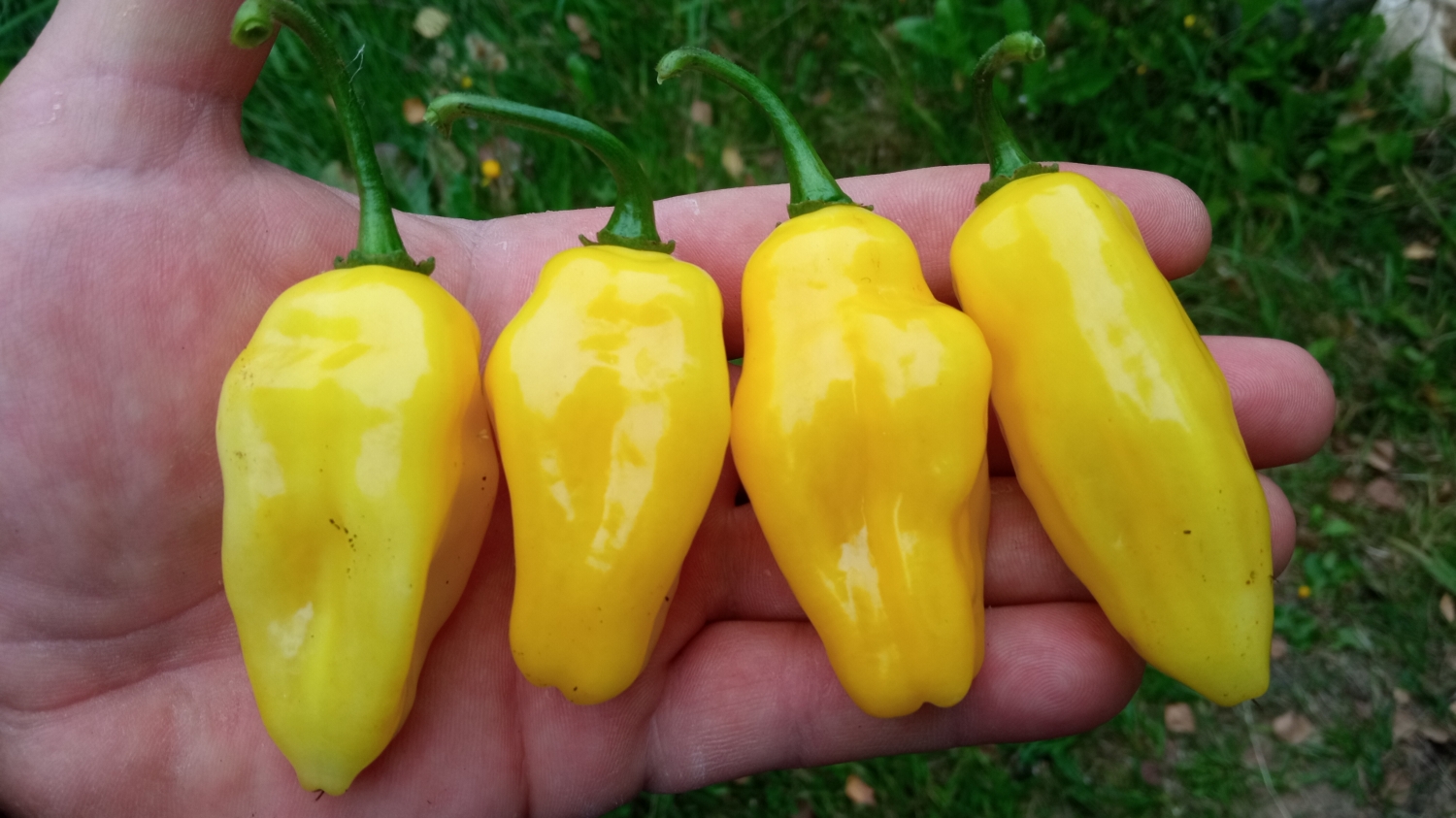 Острый <b>перец</b> Habanero Carolina Yellow.