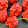 Острый перец Reaper x Moruga