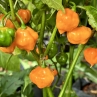 Острый перец Scotch Bonnet Orange Mini