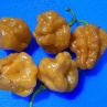 Острый перец Orange Blob Habanero