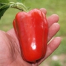 Большая Берта сладкий перец (Big Bertha pepper)