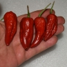 Bhut Jolokia Caramele острый перец