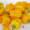 Острый перец 7 Pot Orange-Yellow