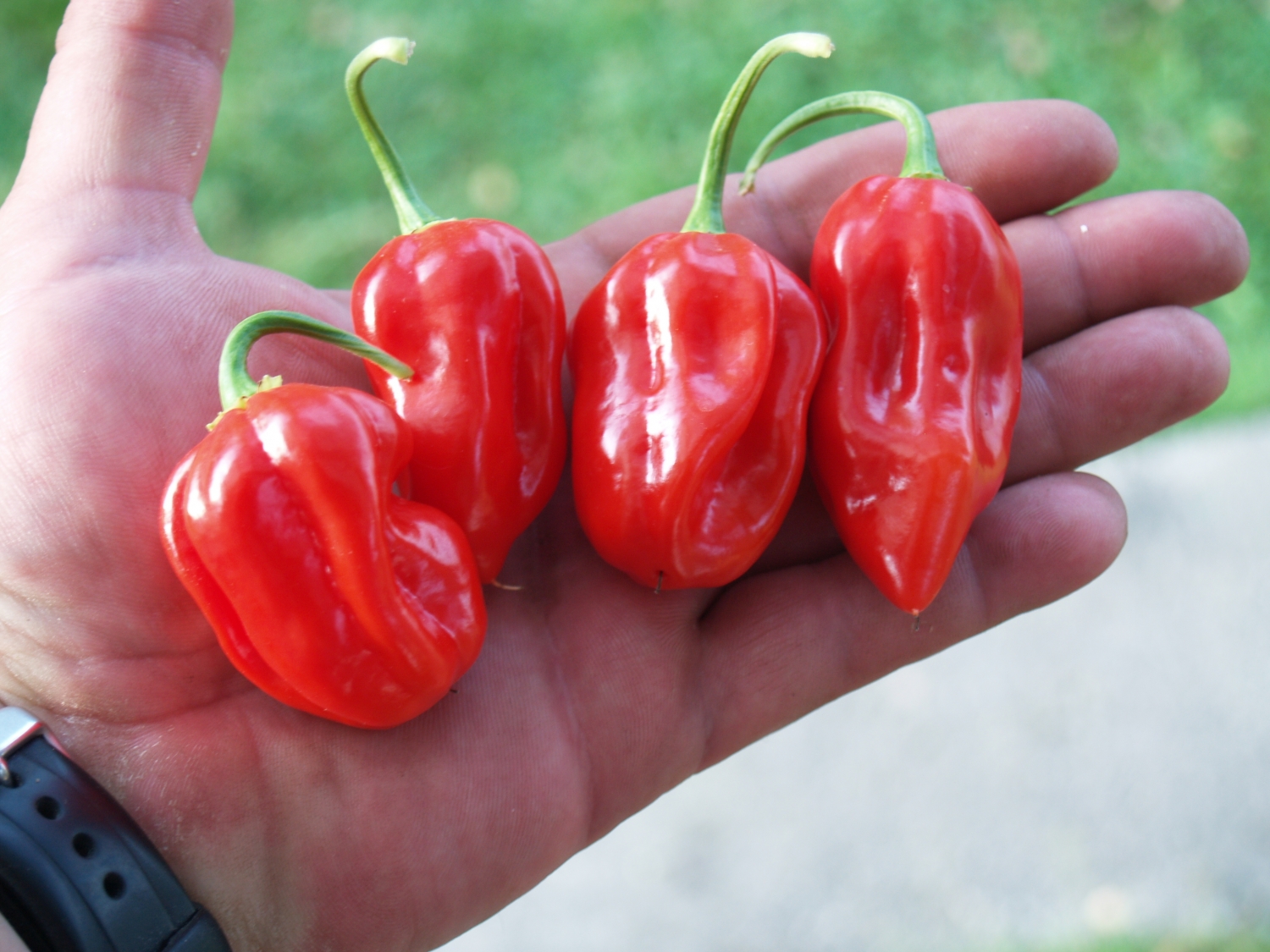 Перцы виды и сорта с фото Острый перец Scotch Bonnet Trinidad Red