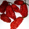 Острый перец Bhut Jolokia сушеный